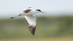 Avocet_2321