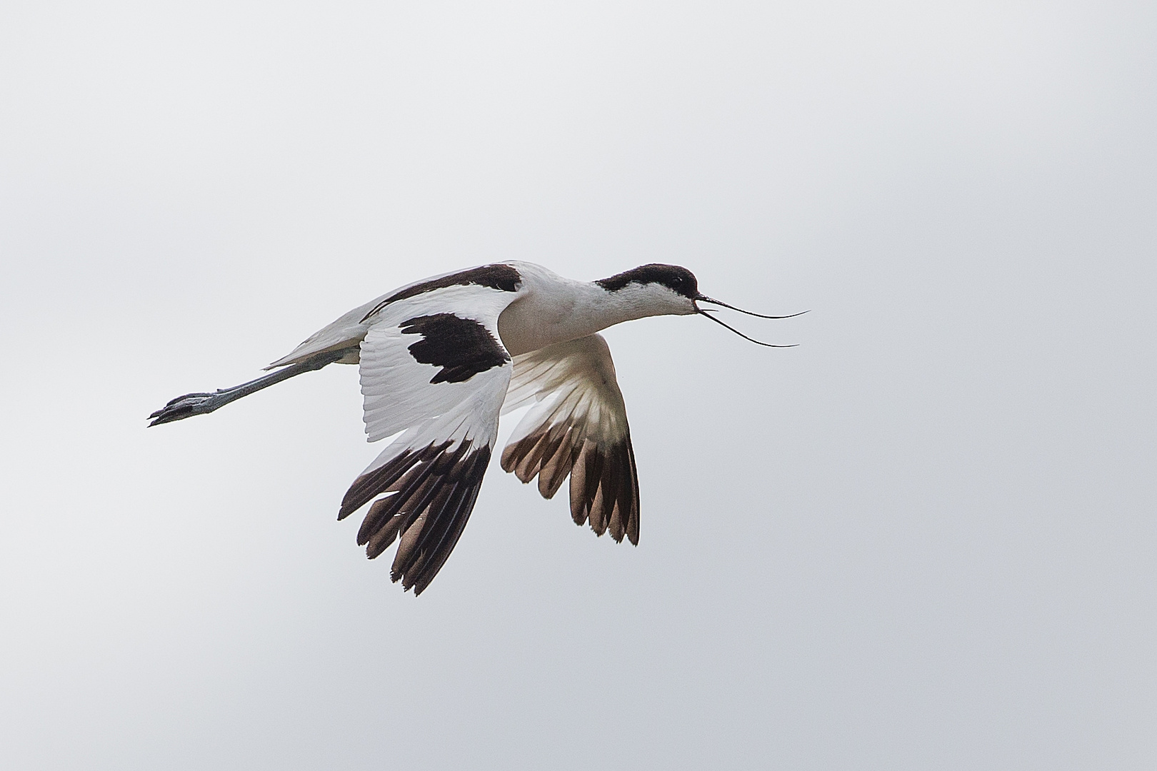 Avocet_2834