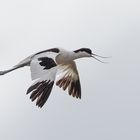 Avocet_2834