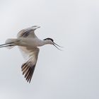 Avocet_2839