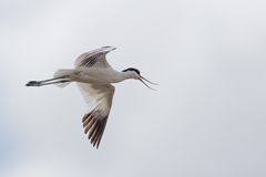 Avocet_2839