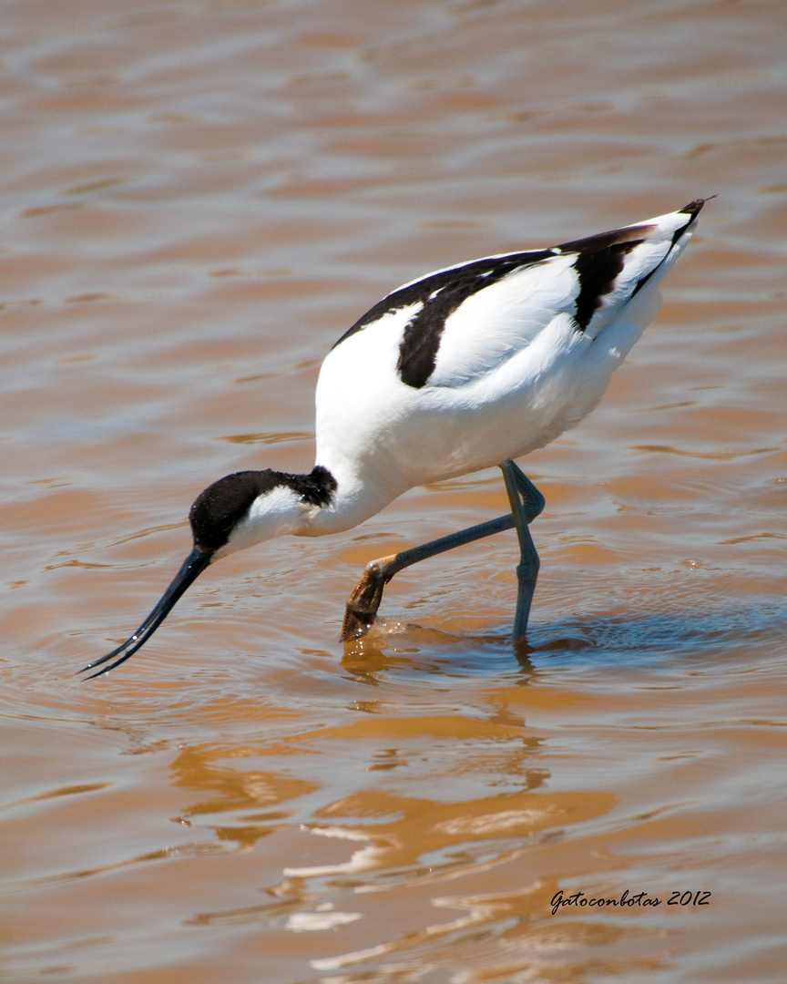 Avoceta en el Delta del Llobregat