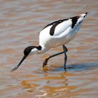 Avoceta en el Delta del Llobregat