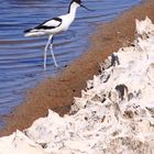 Avoceta en la salina