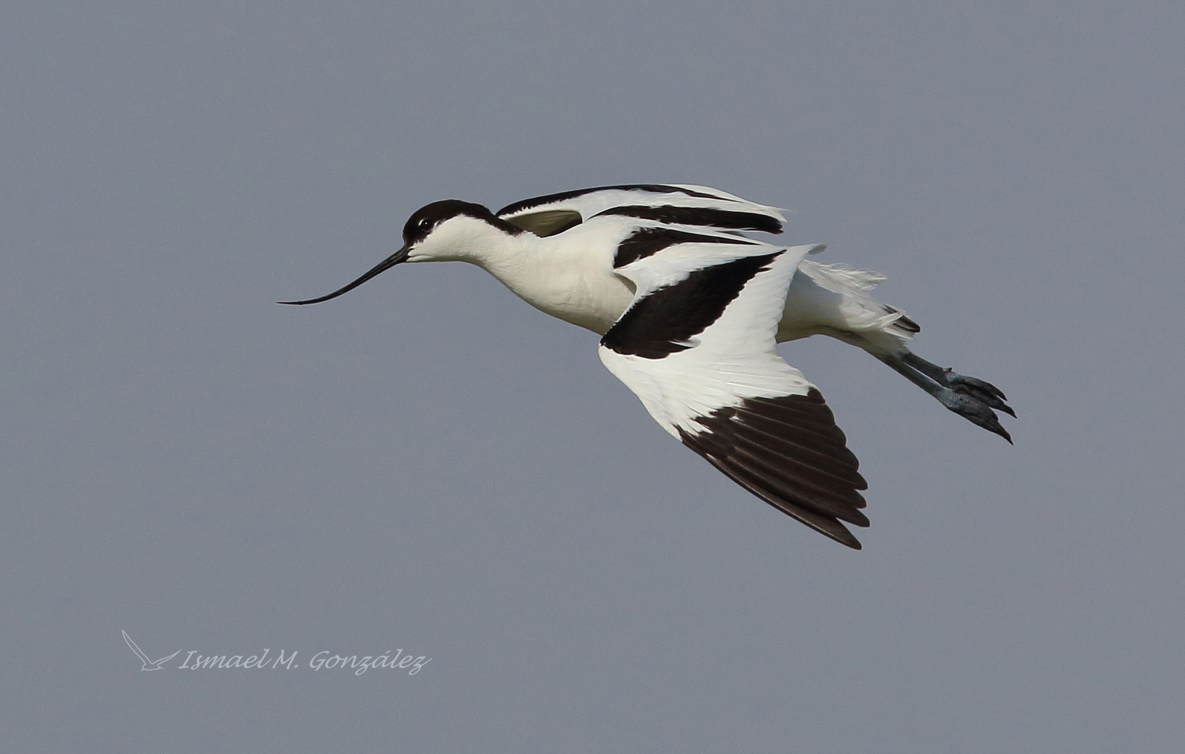 Avoceta en vuelo