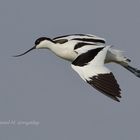 Avoceta en vuelo