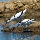 AVOCETAS