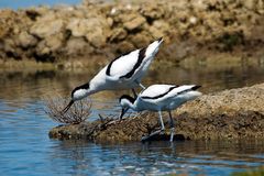 AVOCETAS