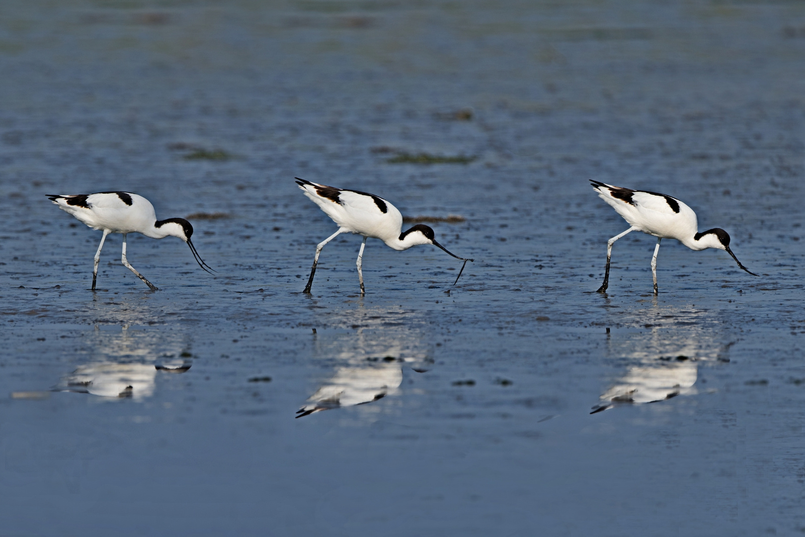 Avocetta