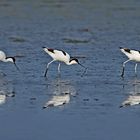 Avocetta