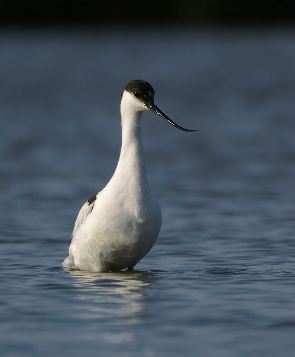 avocetta