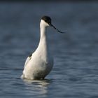 avocetta