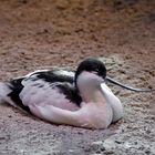 Avocetta