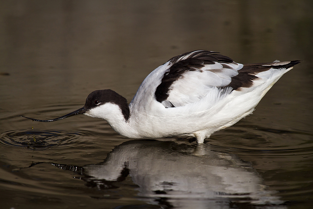 Avocetta