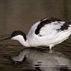 Avocetta