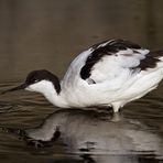 Avocetta