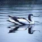 Avocetta