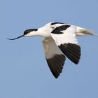 Avocetta