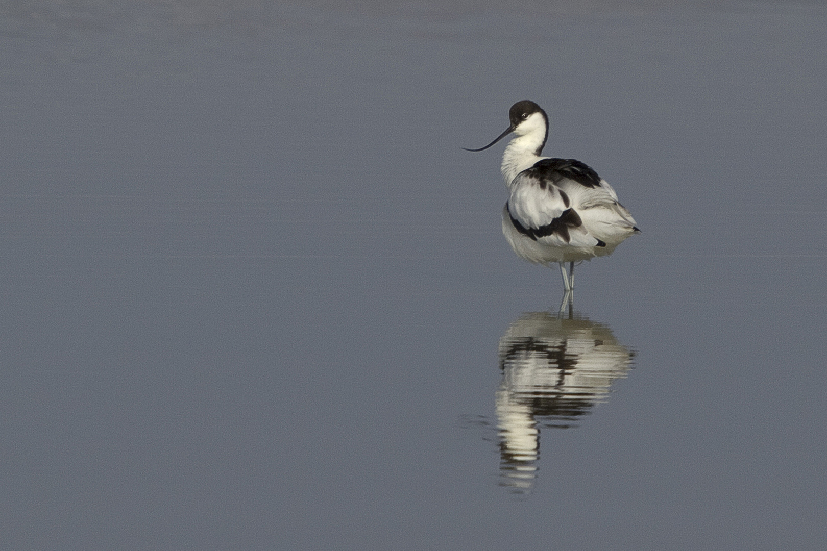 avocetta