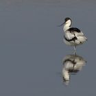 avocetta