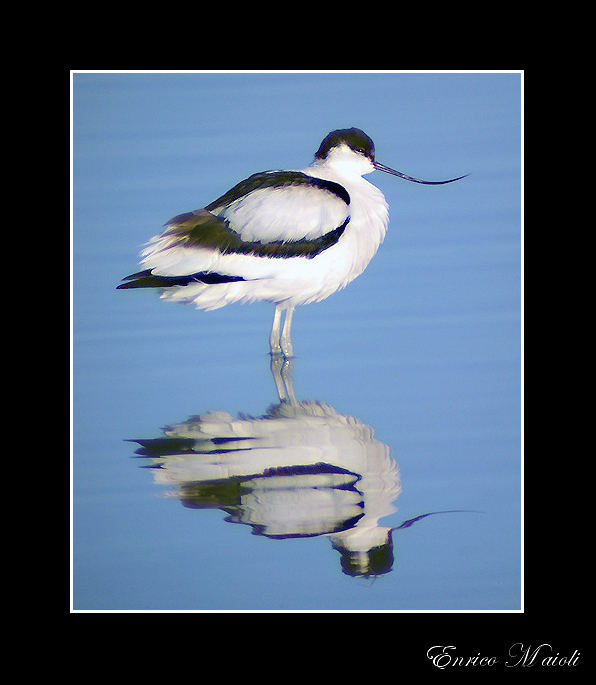 Avocetta bn - Recurvirostra avosetta