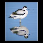 Avocetta bn - Recurvirostra avosetta