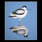 Avocetta bn - Recurvirostra avosetta