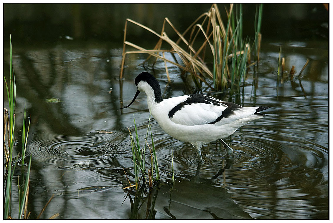 AVOCETTA