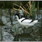 AVOCETTA