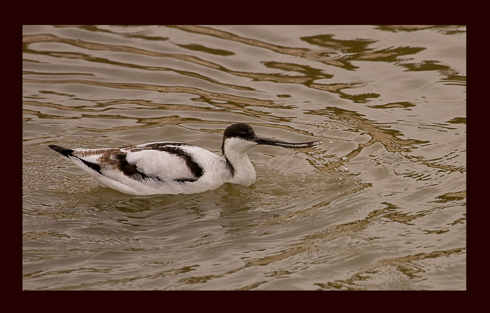 - avocetta -