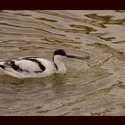 - avocetta -