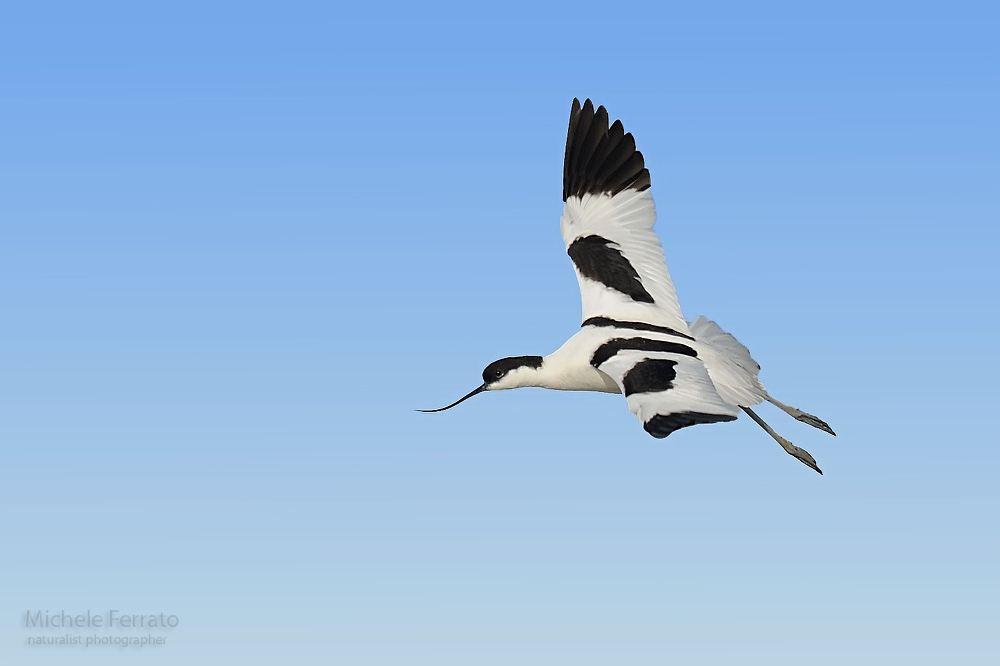 Avocetta in volo