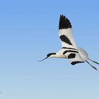 Avocetta in volo