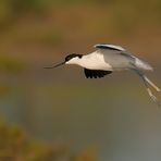 Avocetta in volo