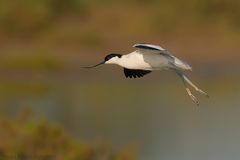 Avocetta in volo