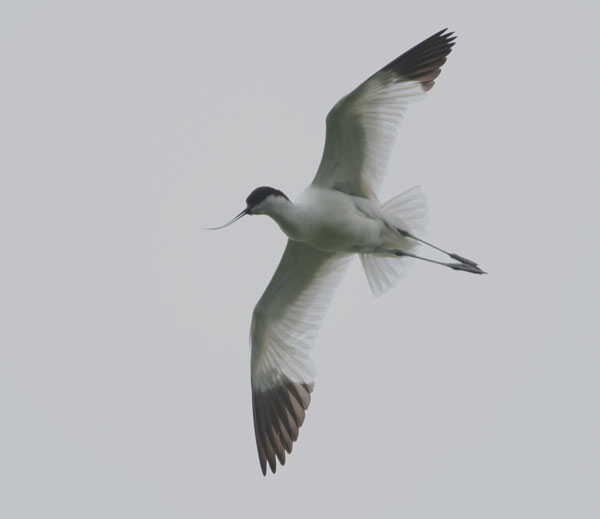 Avocette