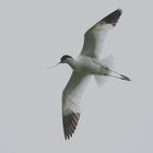 Avocette