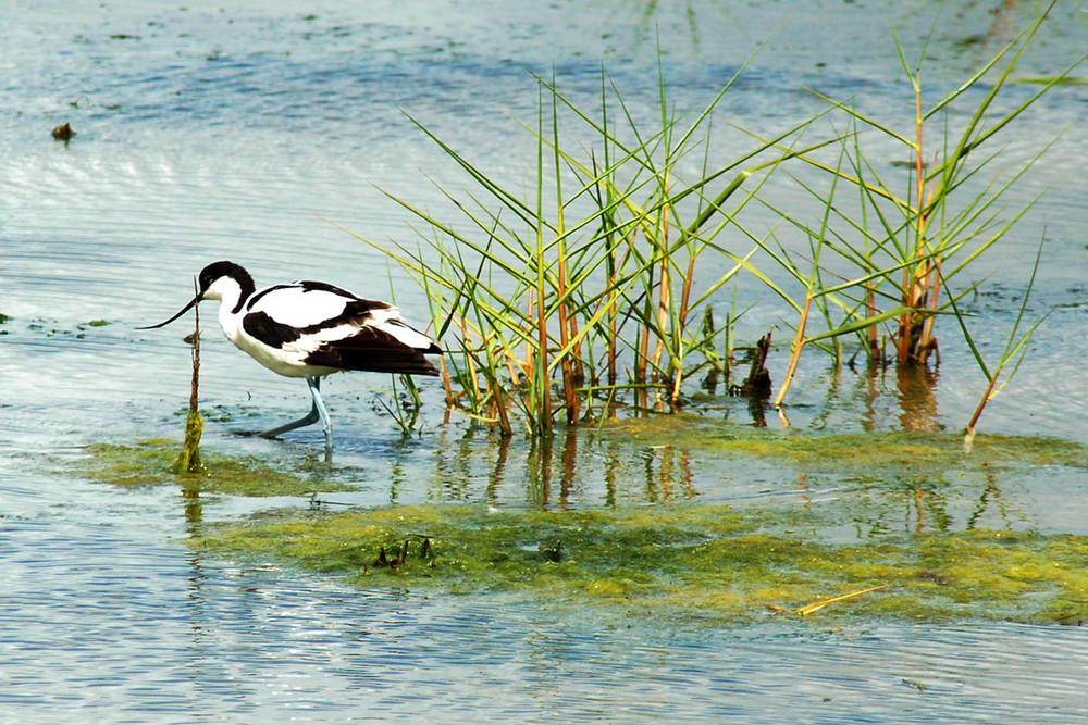 Avocette