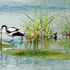 Avocette