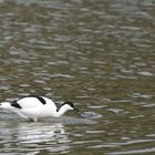 Avocette