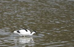 Avocette