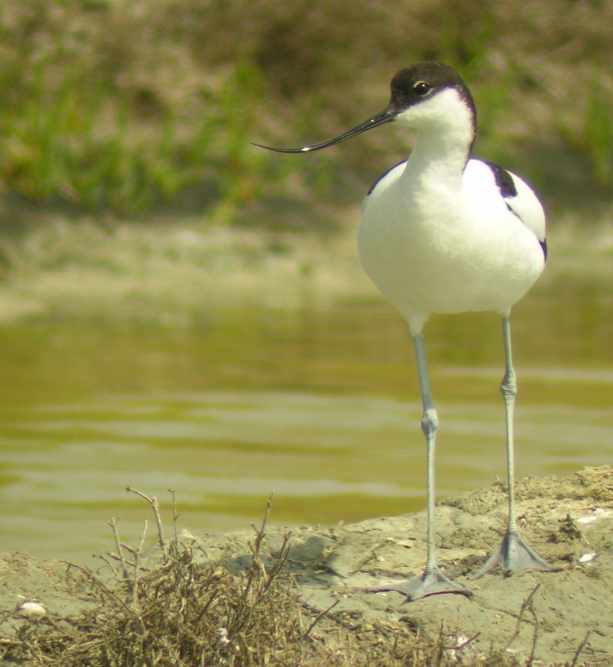 avocette