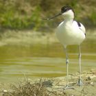 avocette