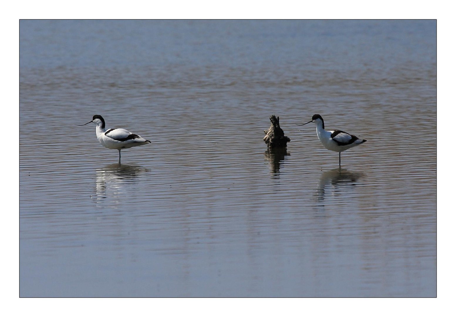 Avocette