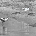 Avocette