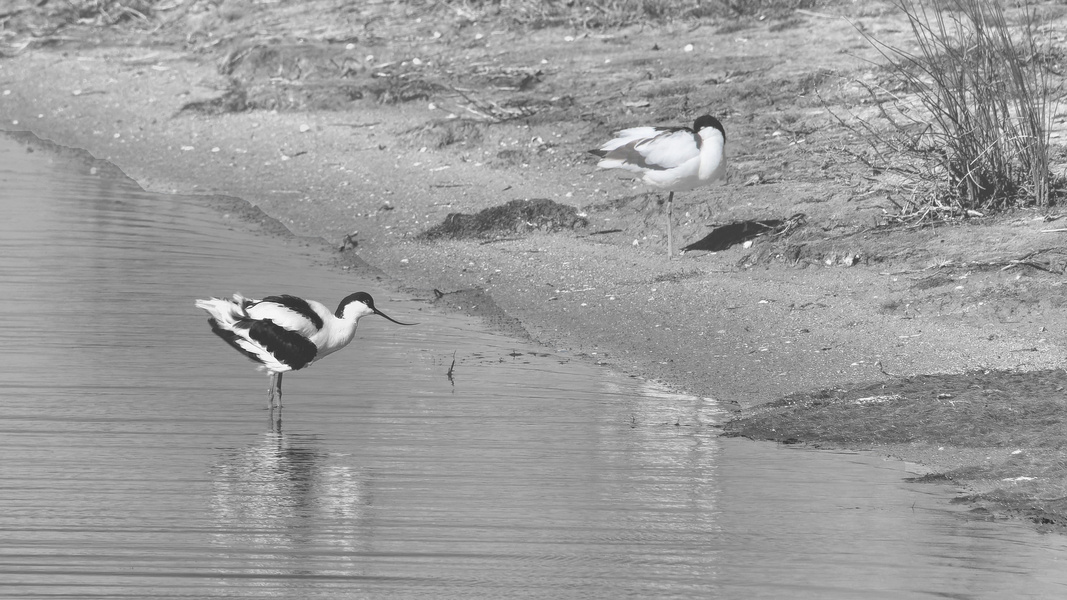 Avocette