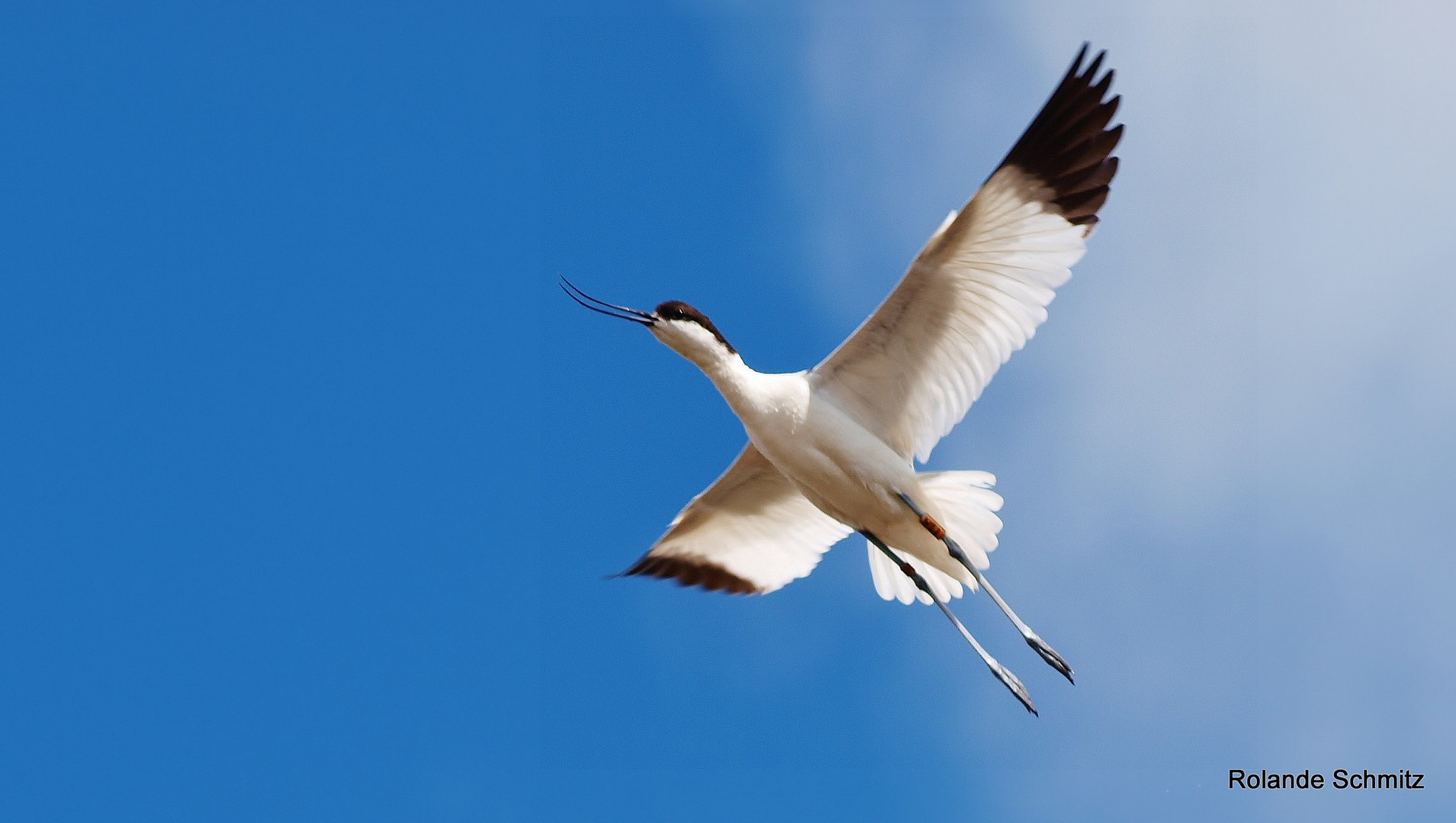 Avocette Elégante 2