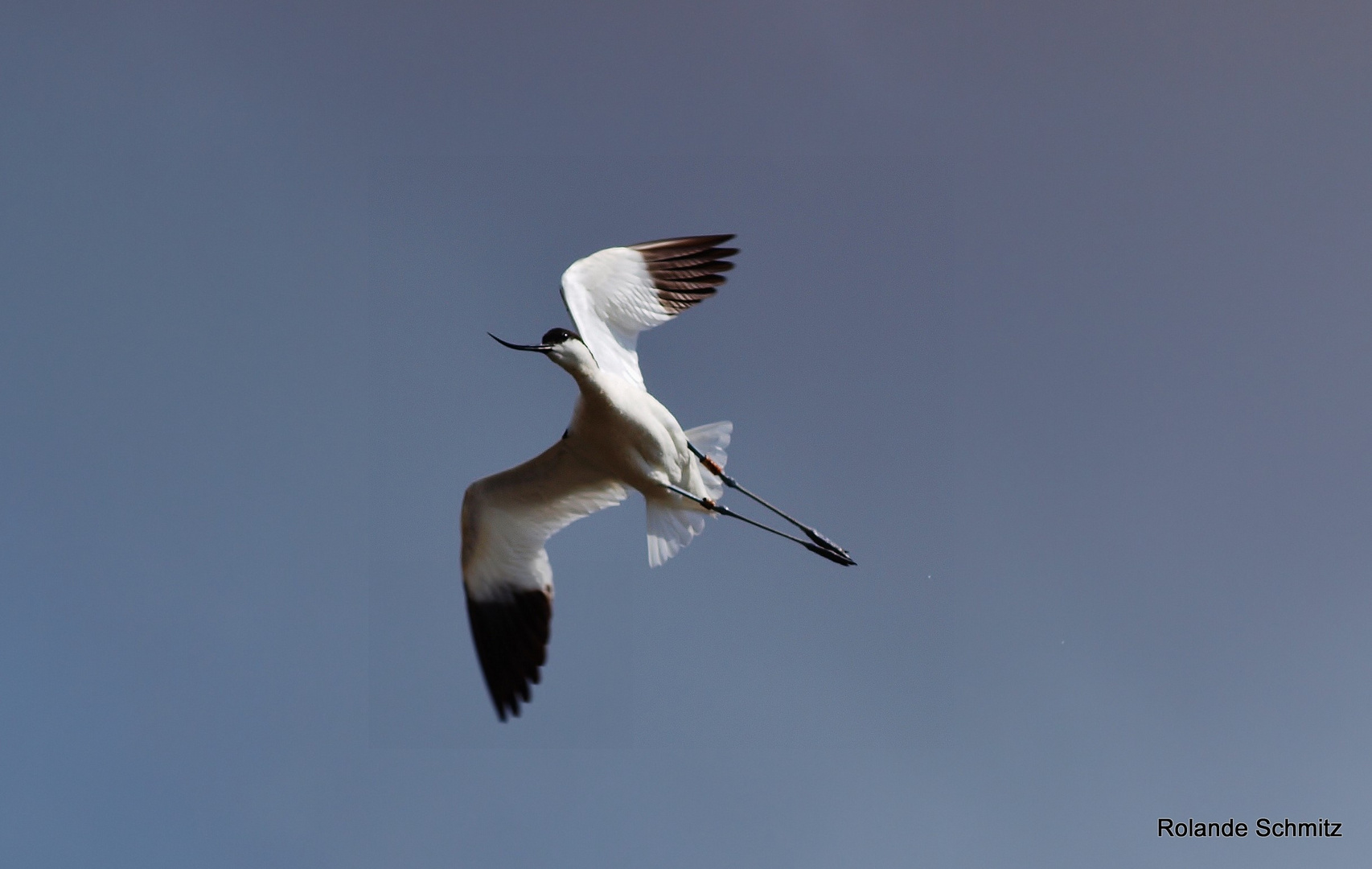 Avocette Elégante