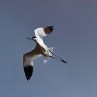 Avocette Elégante