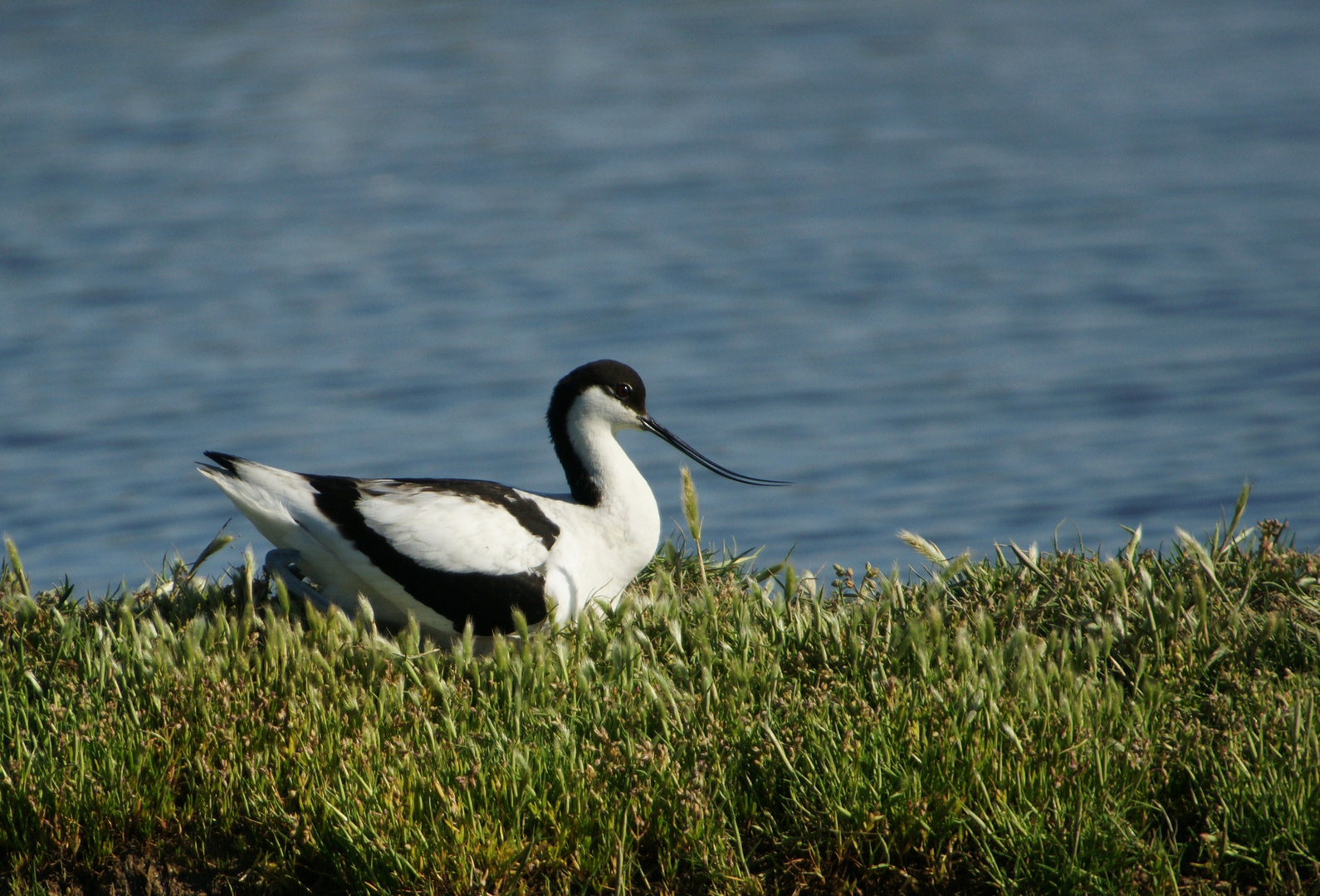 Avocette élégante